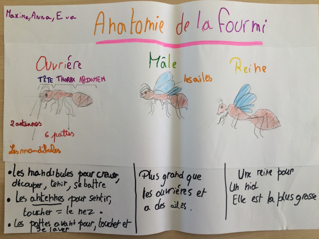 Exposé sur les fourmis – Ecole Caritas de Hamme-Mille (Beauvechain)